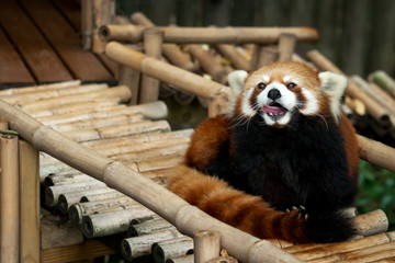 Red panda sitting on bamboo structure at the zoo