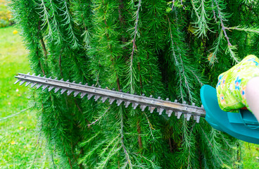 Seasonal pruning trees with pruning shears. Female gardener hand in protective gloves pruning tree...