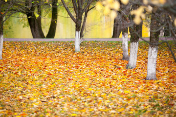 autumn park road river background 