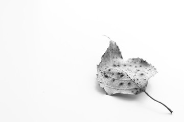 Dry birch leaf on a white surface. Selective focus, bw macro photo.