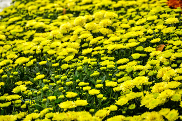  Beautiful autumn chrysanthemum flowers. Park, nature.