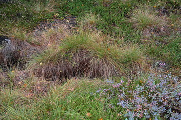 Schwarzes Moor in der Rhön