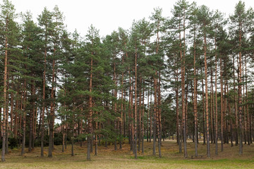 Obraz premium Beautiful pine trees on Zlatibor mountain in Serbia