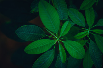 Abstract blur the green and dark background, lonely condition