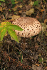 (Macrolepiota procera, Lepiota procera) High fungus. Very tasty and healthy. Edible mushroom. Culinary usage. Mushrooming. A walk in the woods. Man slicing knife parasol mushroom.