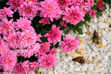  Beautiful autumn chrysanthemum flowers. Park, nature.