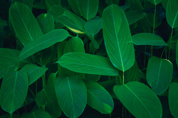 Abstract blur the green and dark background, lonely condition
