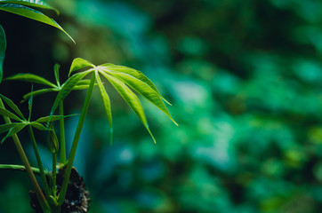 Abstract blur the green and dark background, lonely condition