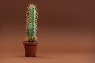 Cactus in shape of male genital organ. Sexually transmitted diseases concept.