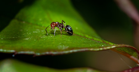 Fototapeta na wymiar red headed ant on a green rose leaf.
