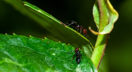 Two red headed ants on a green rose leaf.
