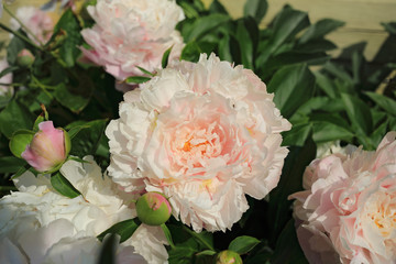 Blooming pink peonies in summer