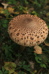 (Macrolepiota procera, Lepiota procera) High fungus. Very tasty and healthy. Edible mushroom. Culinary usage. Mushrooming. A walk in the woods. Man slicing knife parasol mushroom.