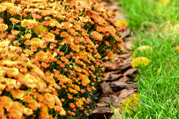  Beautiful autumn chrysanthemum flowers. Park, nature.