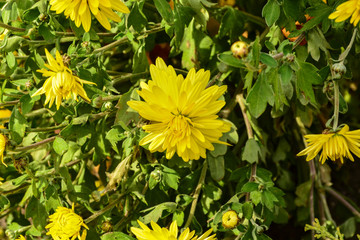  Beautiful autumn chrysanthemum flowers. Park, nature.