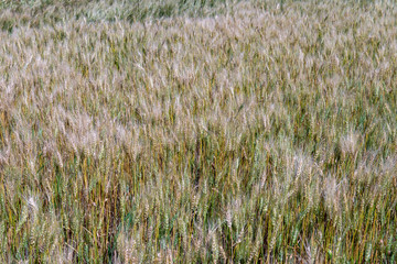 field of wheat