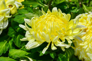  Beautiful autumn chrysanthemum flowers. Park, nature.
