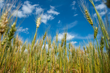 Obraz premium wheat field with blue sky