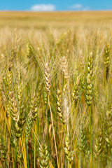 wheat field on the farm