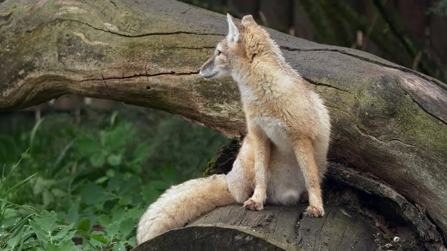 Corsac fox licking itself