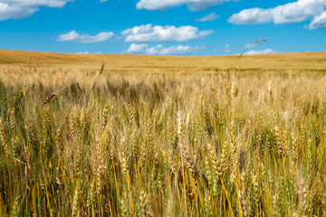 wheat field in North Dakota