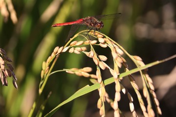 収穫前の稲穂と赤とんぼ © 梅川 寿男