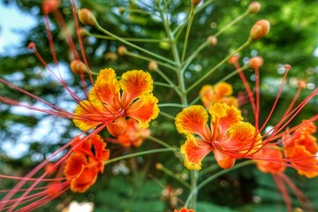 オウコチョウの花のアップ