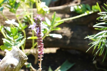 太陽を浴びて背伸びをしているような一輪の花
