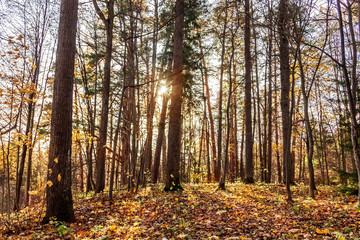 Obraz premium Golden fallen leaves in autumn forest on sun rays. Beautiful landscape.