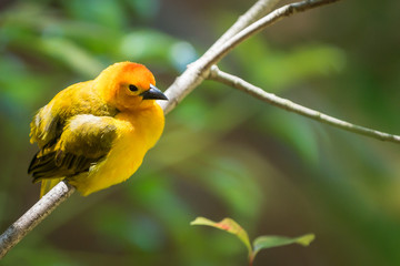 Yellow goldfinch sitting on a tree branch