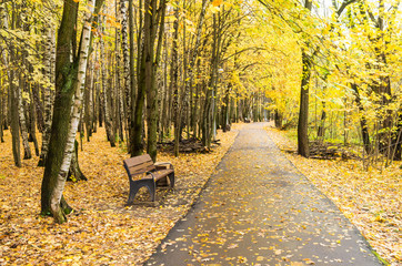 Naklejka premium Path and bench in yellow autumn deciduous forest