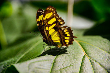 Schmetterling Malachitfalter Siproeta stelenes Insekt Blatt Gegenlicht Bestäubung Nahaufnahme Makro Fügel Fühler Silhouette gelb grün Raupe Verwandlung Metamorphose Verpuppung
