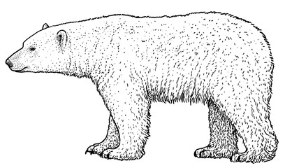 Polar bear illustration, drawing, engraving, ink, line art, vector © jenesesimre