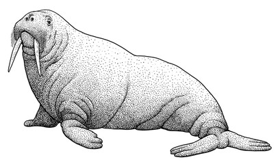 Walrus illustration, drawing, engraving, ink, line art, vector