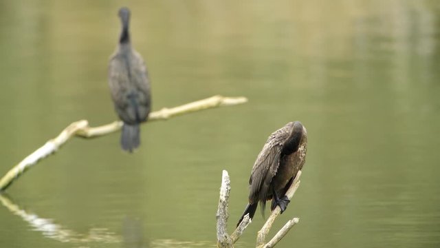 Great cormorant or great black cormorant juvenile and adult sitting on sticks and cleaning their feathers.