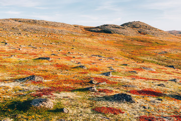 Fantastic colorful land cover of autumn tundra with red and orange grass, moss and stones. Northern nature landscape beyond the Arctic Circle. Kola Peninsula, Murmansk oblast, Russia - obrazy, fototapety, plakaty