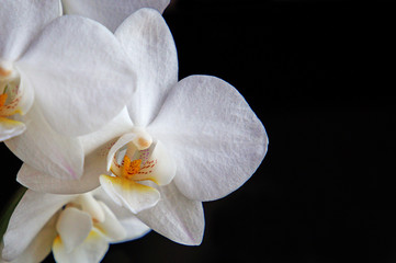 Fototapeta na wymiar Beautiful white flowers of Phalaenopsis orchid. Isolate on black.