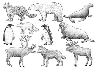 Cold climate animals illustration, drawing, engraving, ink, line art, vector