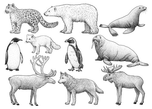 Cold climate animals illustration, drawing, engraving, ink, line art, vector © jenesesimre