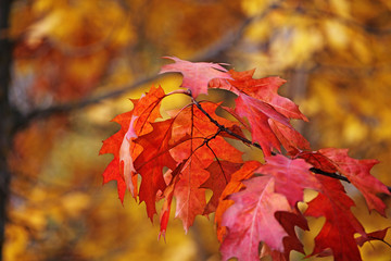 autumn maple leaf tree background