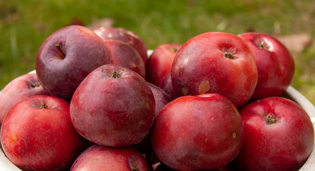 Red autumn apples just picked in the garden. May be the background.