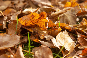 Natural background of fallen yellow and brown leaves, lit by the sun, on still green grass.