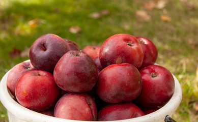 Red autumn apples just picked in the garden. May be the background.