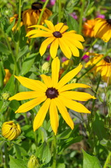 The yellow flowers of Rudbeckia bloom in the summer garden