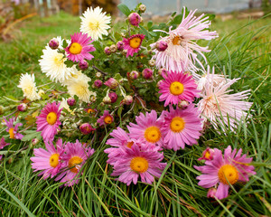A bouquet of autumn pink and yellow chrysanthemums, the last chrysanthemums before frost, lying on...
