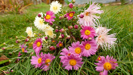 A bouquet of autumn pink and yellow chrysanthemums, the last chrysanthemums before frost, lying on the green grass of the garden.