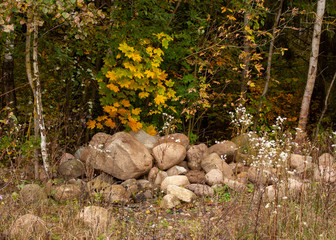 Natural background of a hill of stones, wildflowers of white flowers and small yellow-green trees on the edge of the forest.