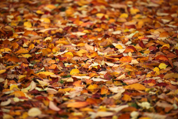 autumn leaf garden grass background
