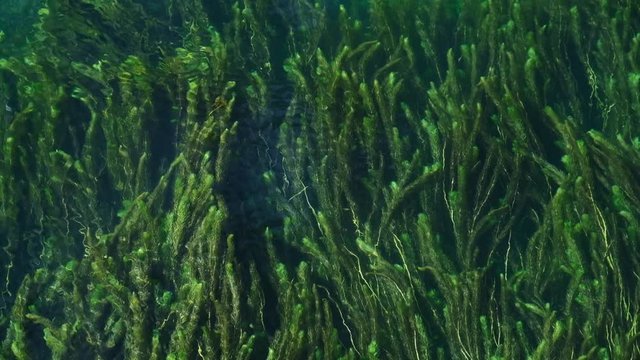Green plants under the water surface in the river moving in flow, Gacka, Croatia