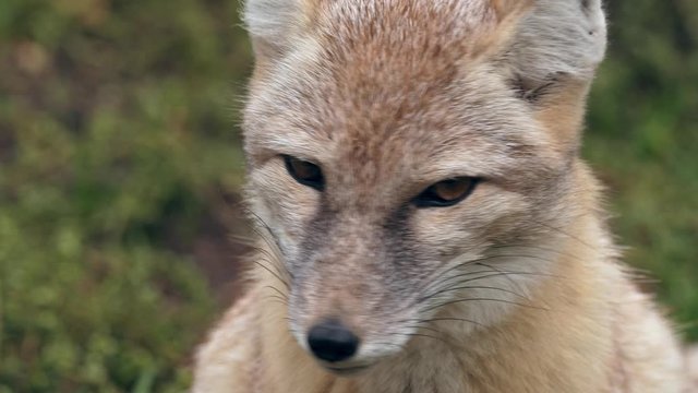 Corsac fox portrait